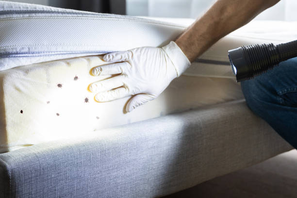 Best Flea Control Services  in Coal City, WV